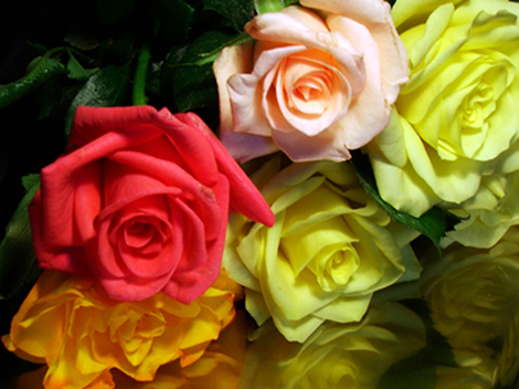 photo "Roses" tags: nature, still life, flowers