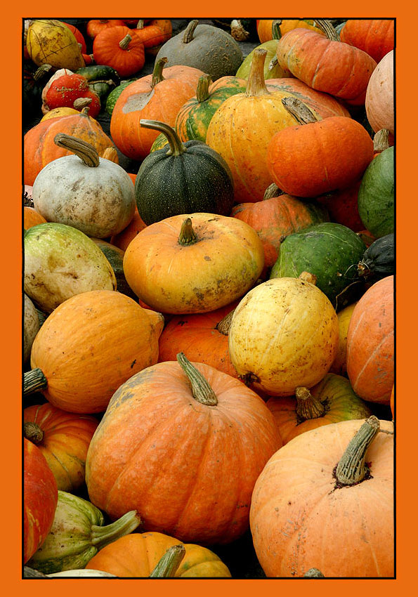 photo "pumpkins" tags: nature, 