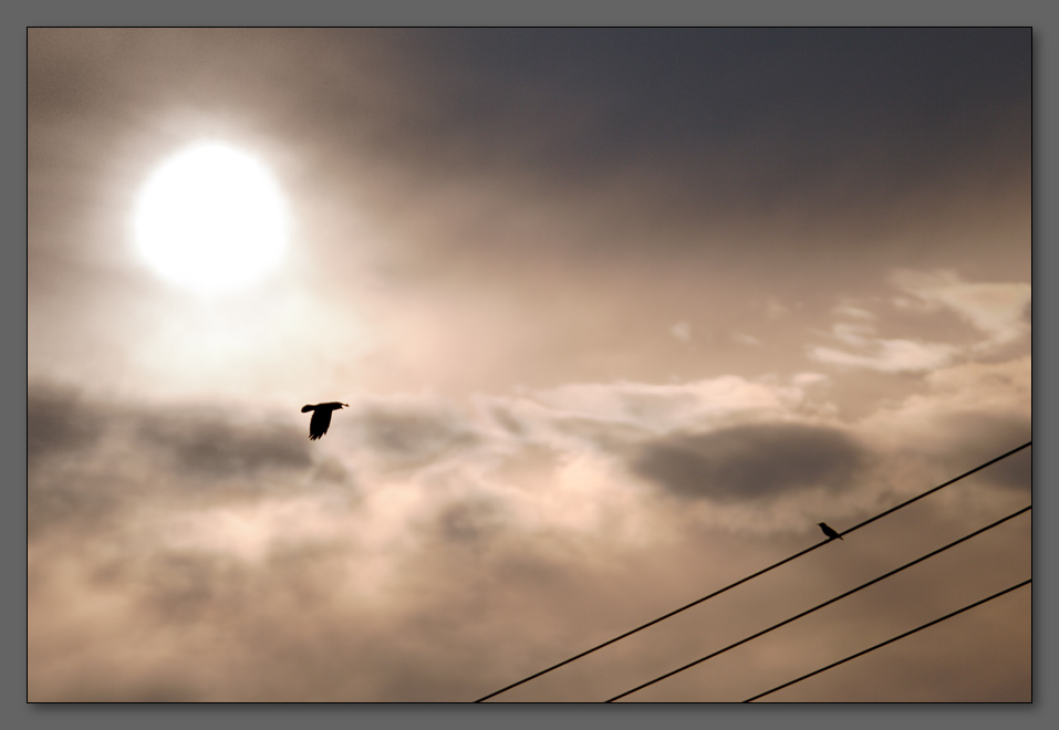 photo "What are you waiting for? Let's fly!" tags: nature, landscape, clouds, wild animals