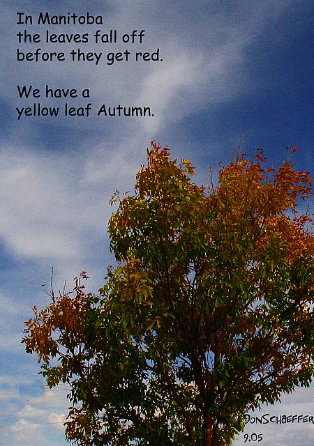 фото "Yellow Autumn" метки: природа, цветы