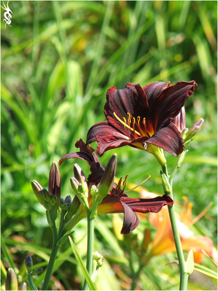 photo "Simple flowers" tags: misc., 