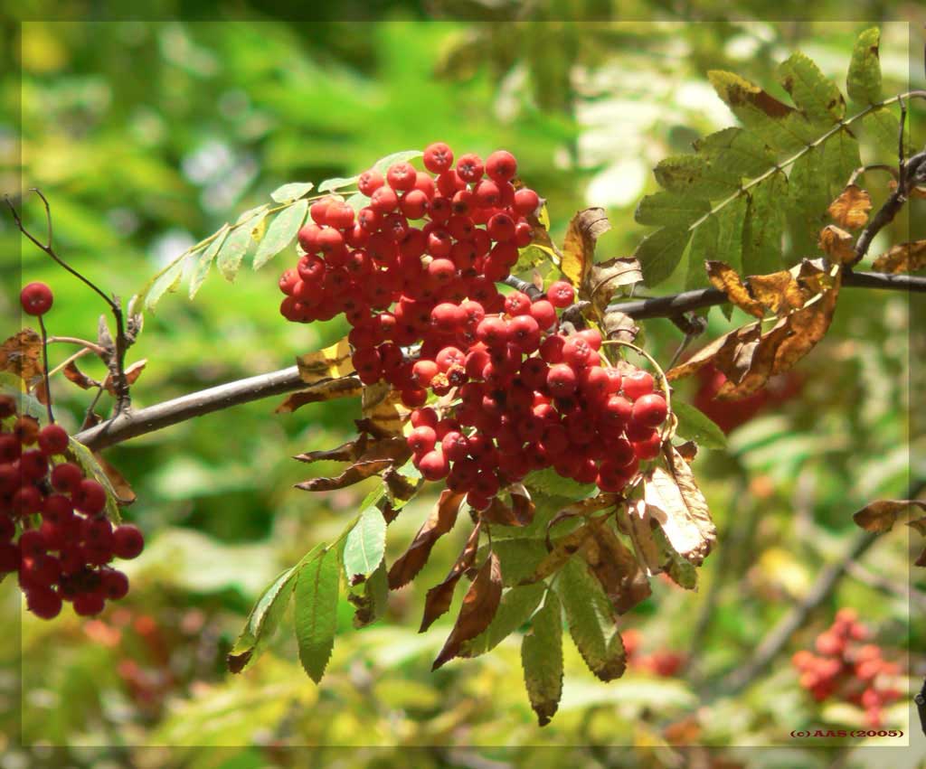 photo "Autumn berry" tags: nature, flowers