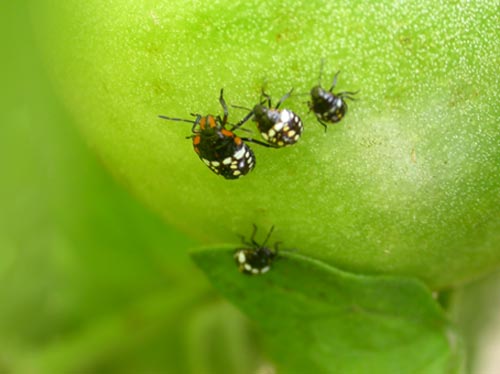 photo "Bug's family" tags: macro and close-up, nature, insect