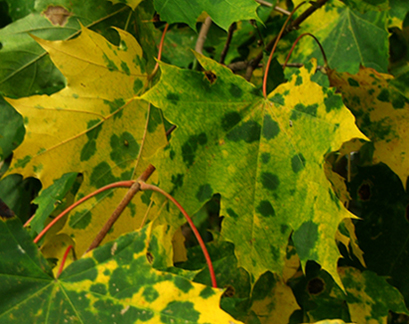 photo "Spotty autumn" tags: landscape, nature, autumn, flowers