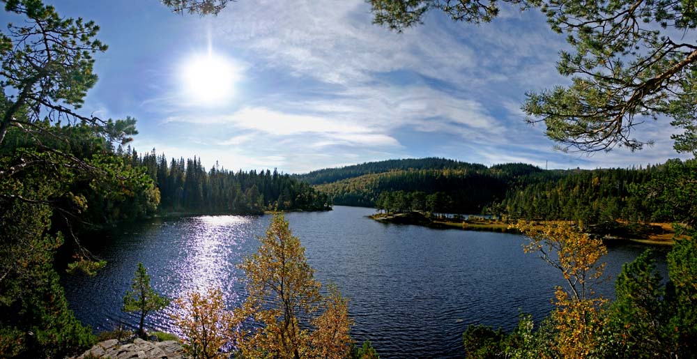 photo "Fall mood in the forest" tags: landscape, forest