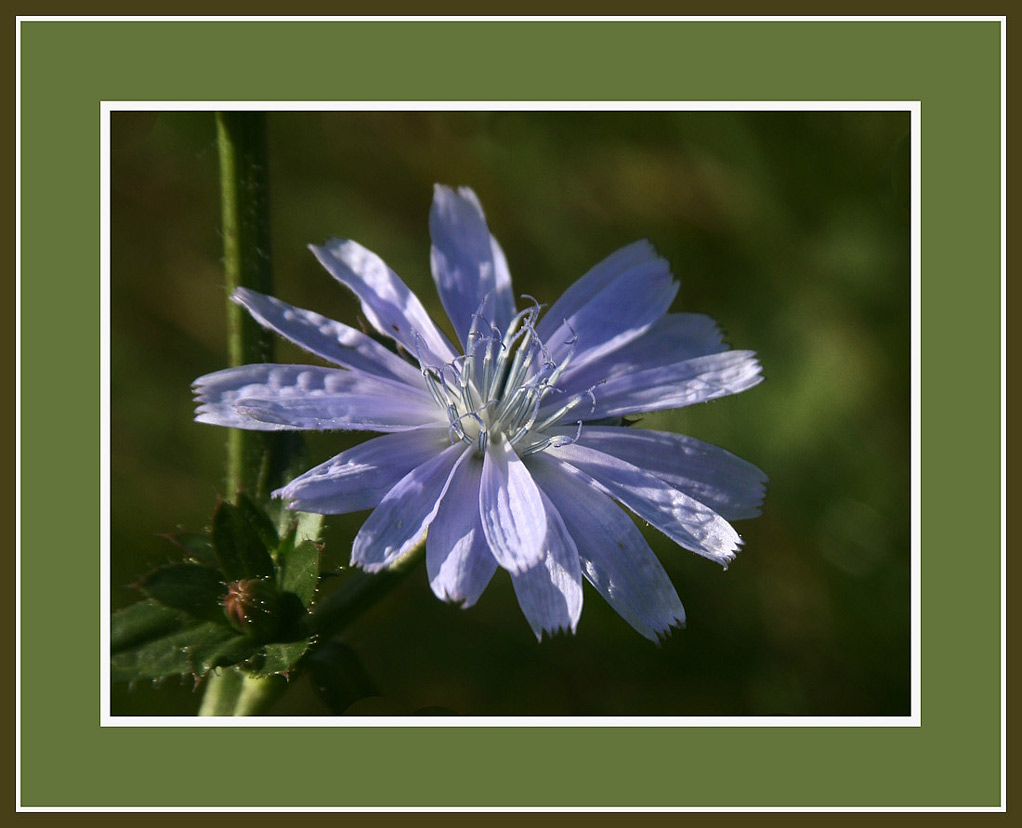 photo "Cichorium intybus" tags: nature, flowers