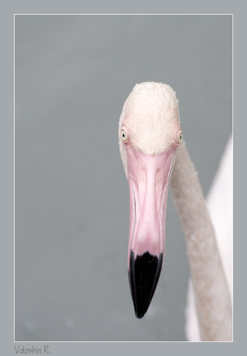 photo "About look of birds" tags: nature, wild animals