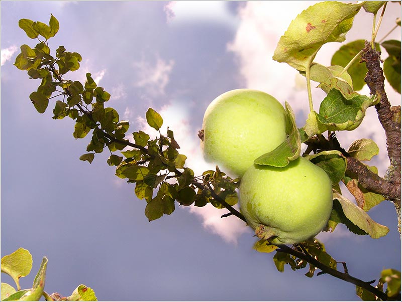 photo "Cloud Apple" tags: nature, landscape, clouds, flowers