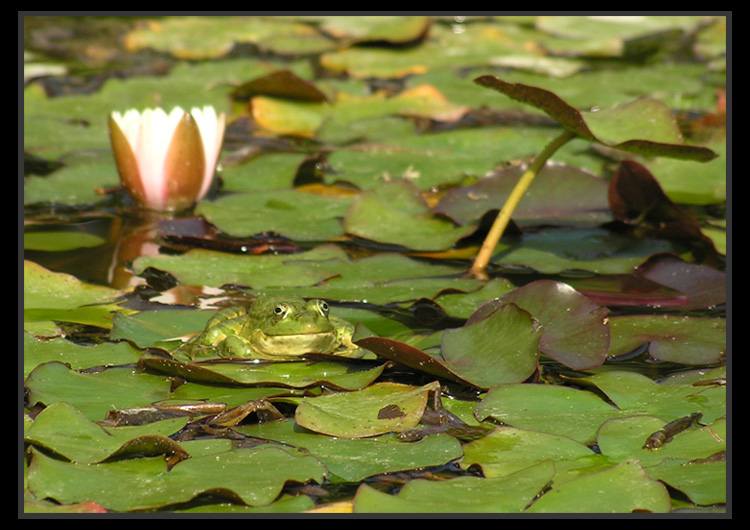 фото "Царевна лягушка." метки: природа, пейзаж, вода