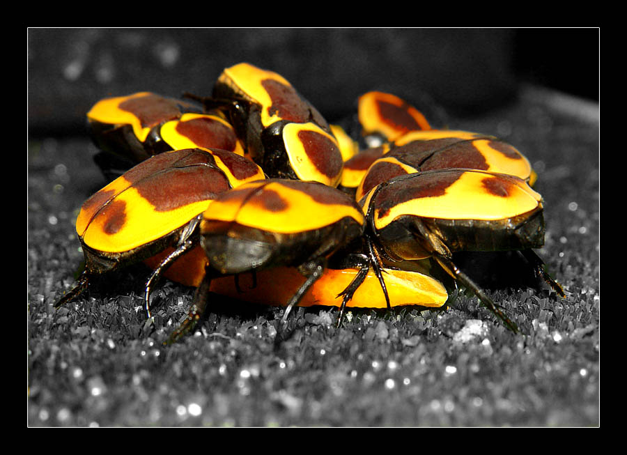 photo "The Name-day beside Kristiny...)" tags: macro and close-up, nature, insect