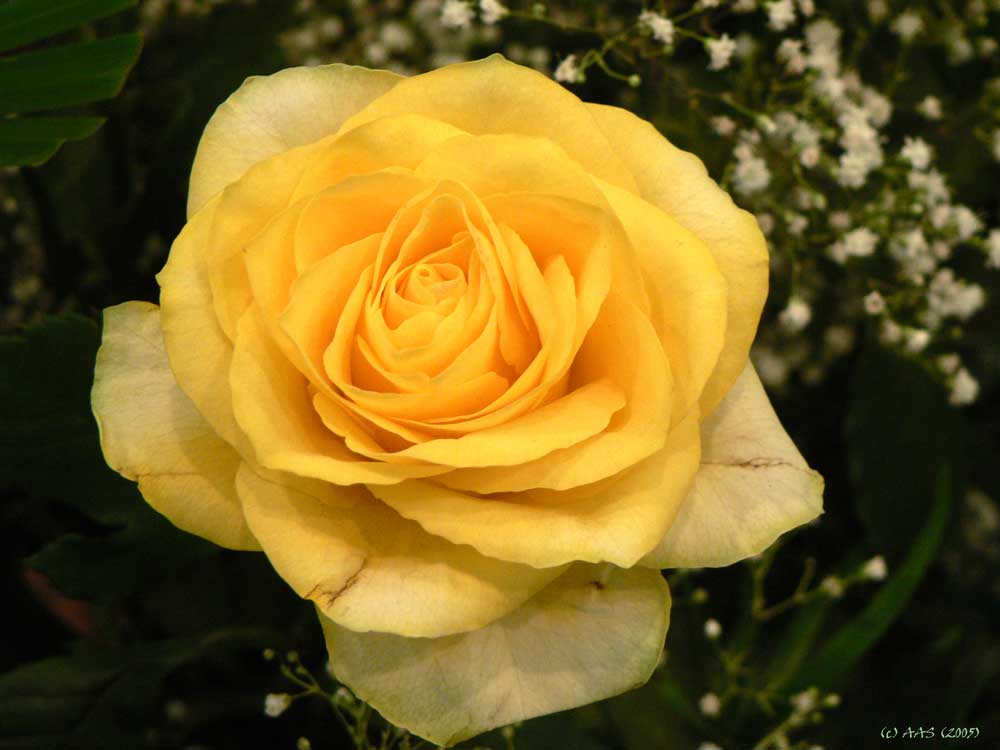 фото "Желтая роза" метки: природа, цветы