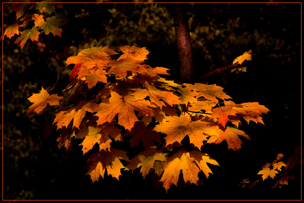 photo "Indian summer" tags: nature, landscape, autumn, flowers