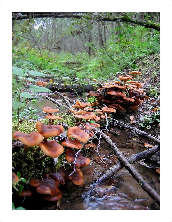 photo "Honey agarics." tags: nature, landscape, flowers, forest