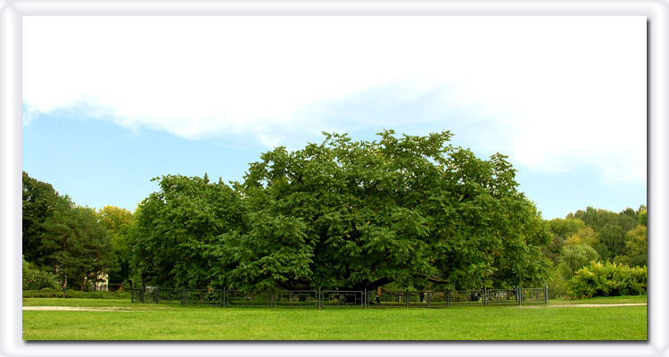 photo "Crone of a tree" tags: nature, landscape, flowers, forest