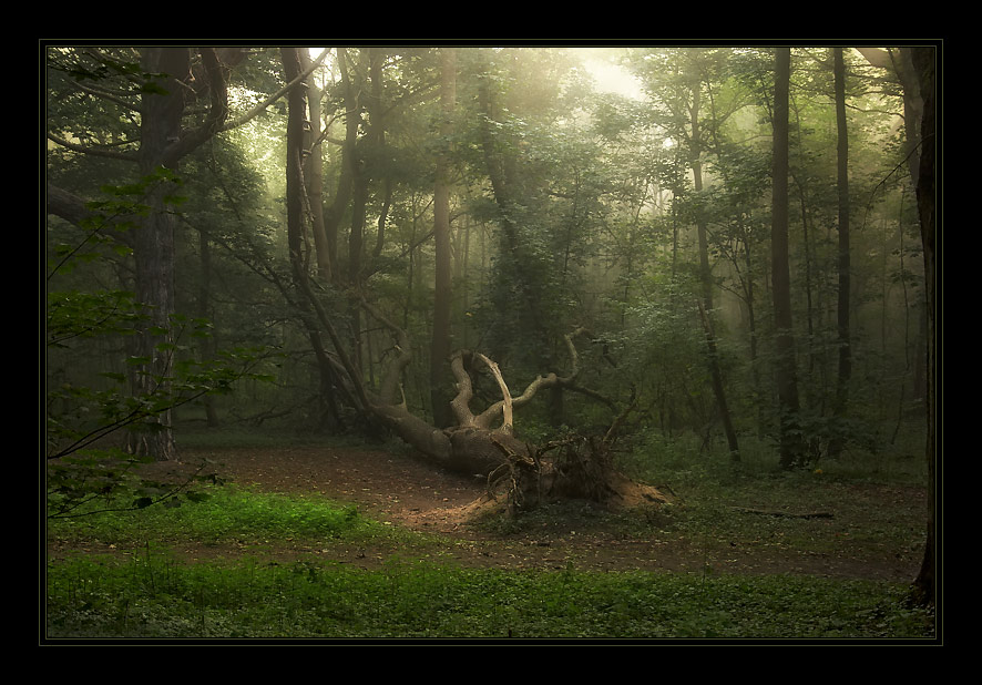 photo "Early morning in a foggy wood..." tags: landscape, nature, flowers, forest