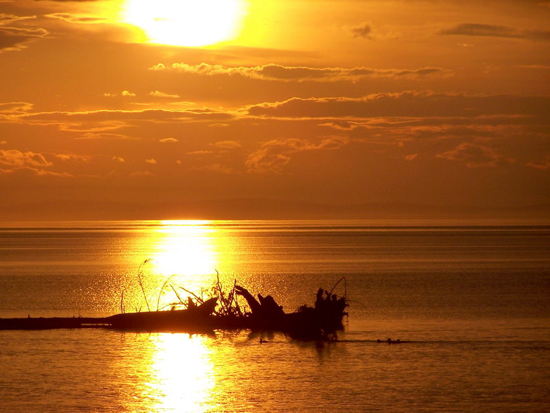 photo "Golden Field" tags: landscape, sunset, water