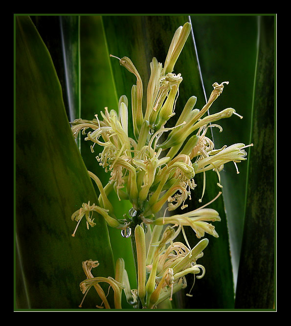 photo "Withering..." tags: nature, macro and close-up, flowers