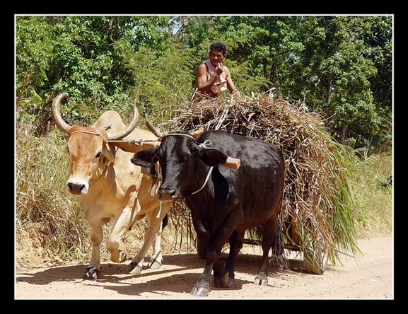 photo "No stress" tags: nature, travel, South America, pets/farm animals