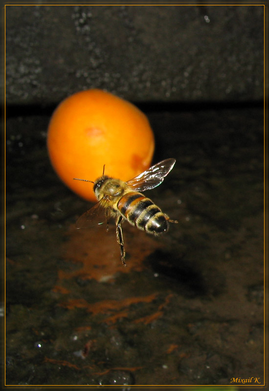 photo "bombing aircraft" tags: macro and close-up, 