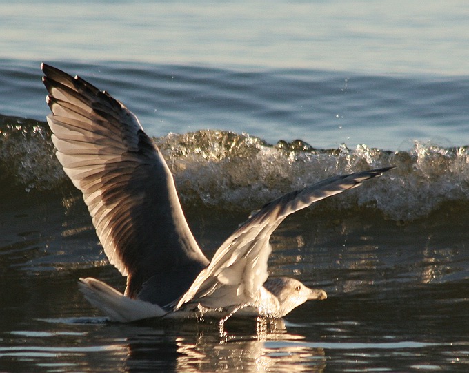 photo "With the wave" tags: nature, wild animals