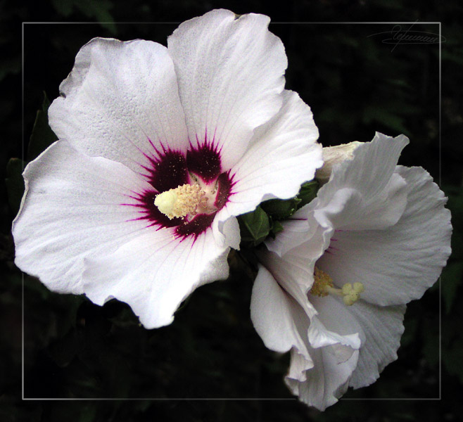 photo "For no particular reason..." tags: nature, macro and close-up, flowers