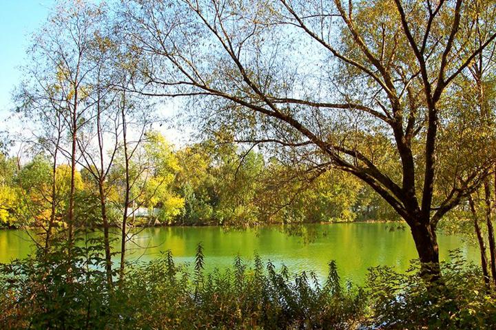 photo "Under an old willow" tags: landscape, forest, water