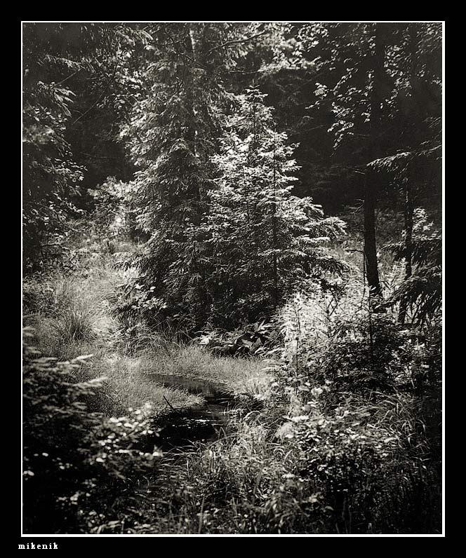 photo "|.|.|" tags: black&white, landscape, forest