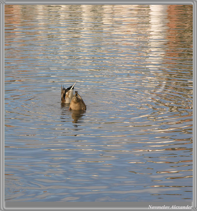 photo "To eat it would be desirable" tags: nature, landscape, water, wild animals