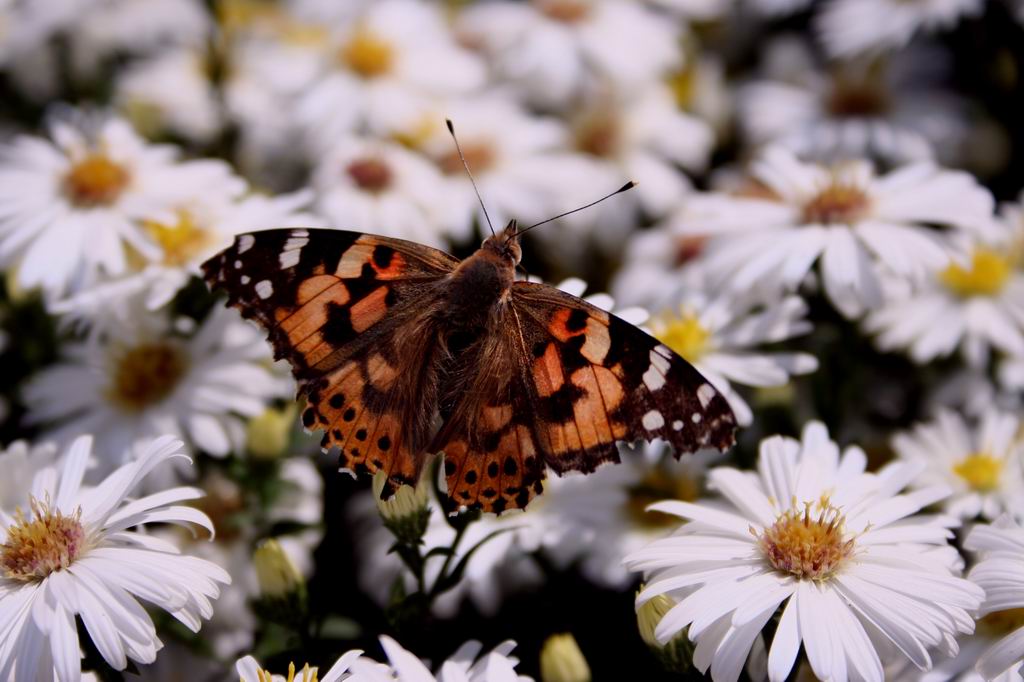 photo "The butterfly" tags: nature, insect