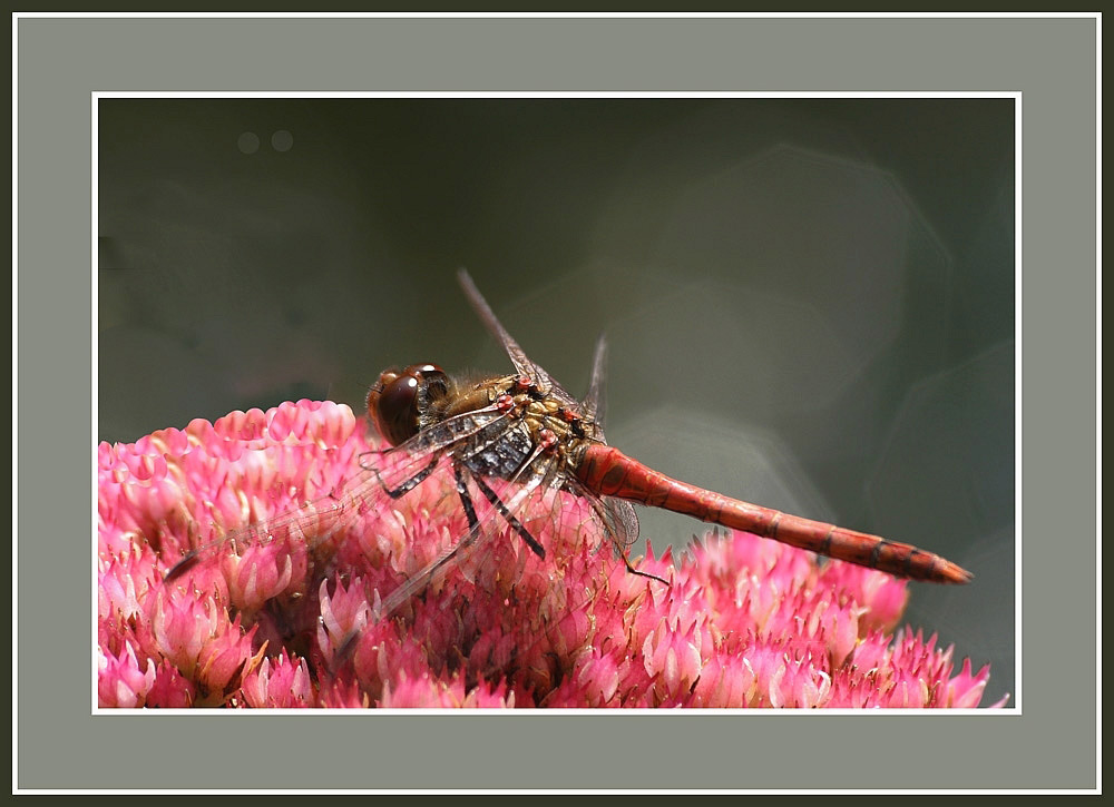 photo "Resting dragonfly" tags: nature, insect