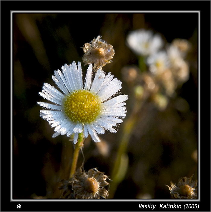 photo "The morning Sun" tags: landscape, macro and close-up, autumn