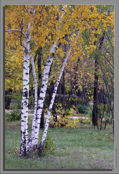 photo "Autumn in park" tags: nature, landscape, autumn