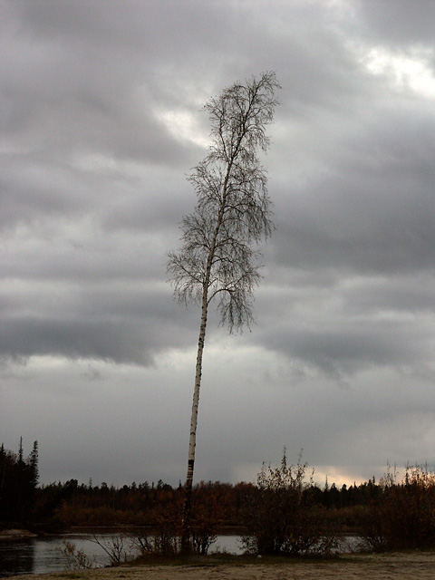 photo "Solitary birch on riverside" tags: nature, landscape, clouds, flowers