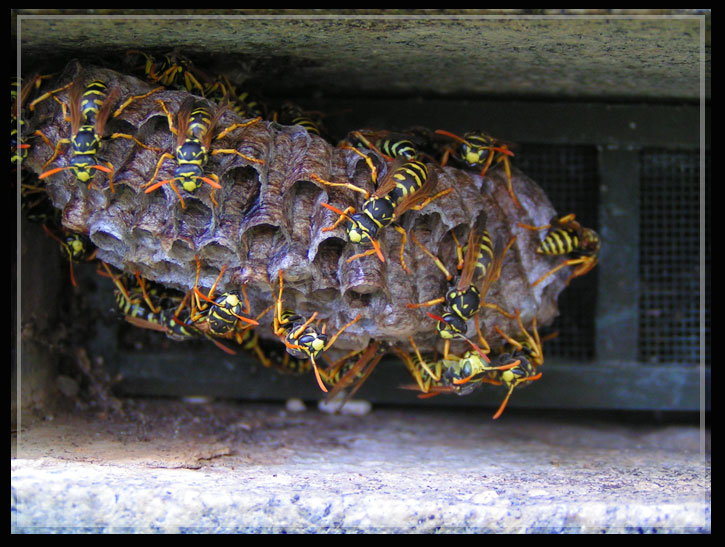 photo "Hornets nest" tags: macro and close-up, nature, insect