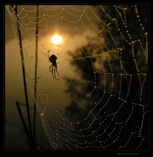 photo "morning" tags: nature, landscape, insect, sunset
