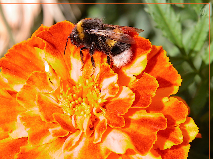 photo "Fall Honey" tags: macro and close-up, nature, insect