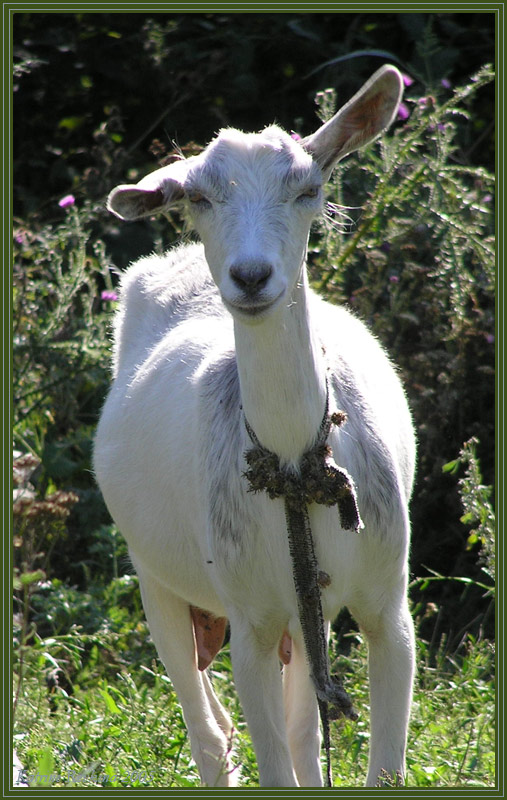 photo "Hello!" tags: nature, pets/farm animals