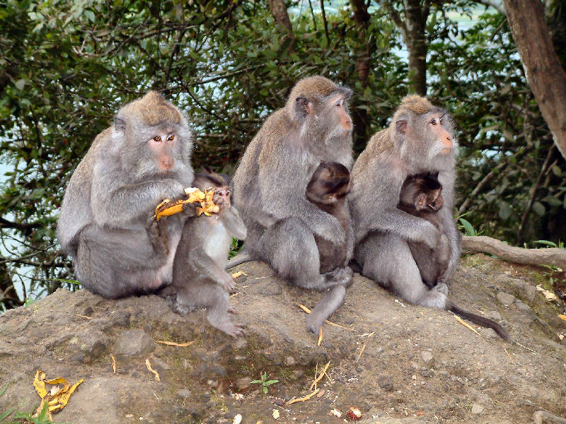 photo "Family gathering" tags: nature, portrait, wild animals