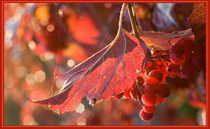 photo "Guelder-rose in morning light" tags: macro and close-up, nature, flowers