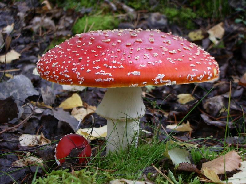 photo "Fly agaric" tags: misc., 