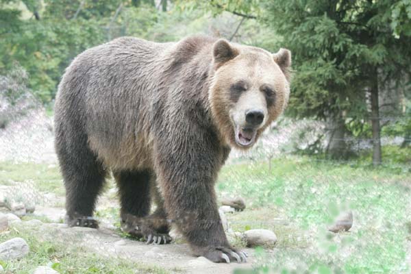 photo "giant grizzly" tags: nature, wild animals