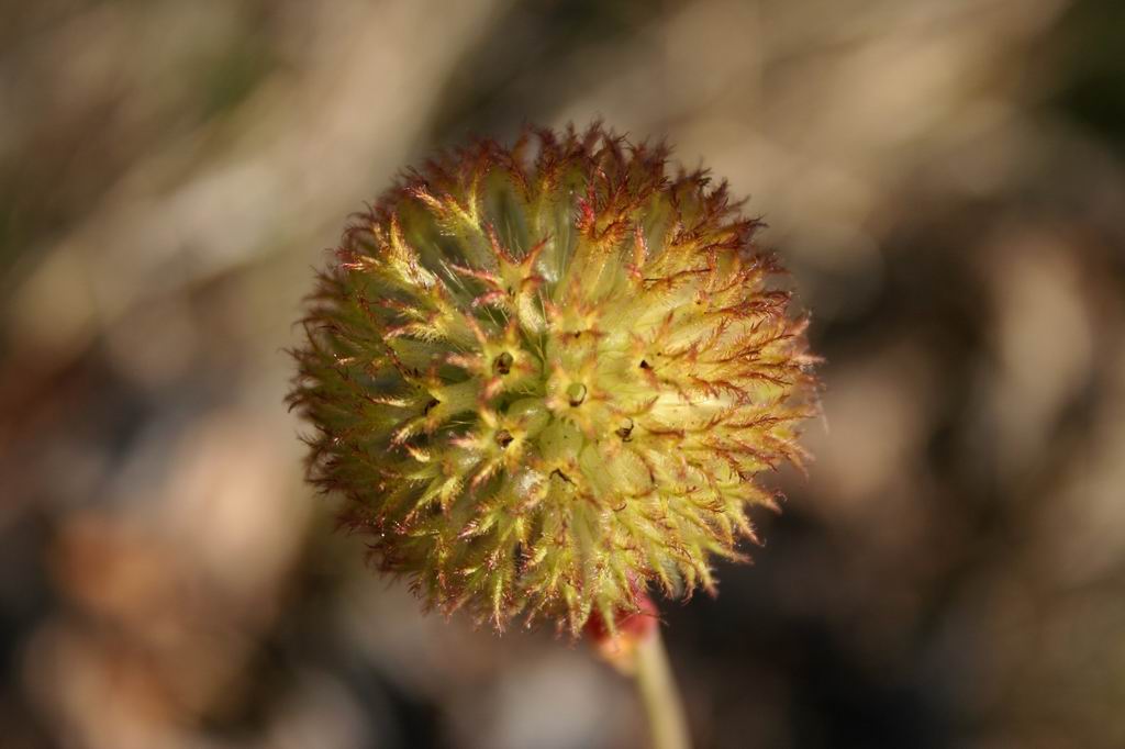 photo "The second life of a flower" tags: nature, flowers