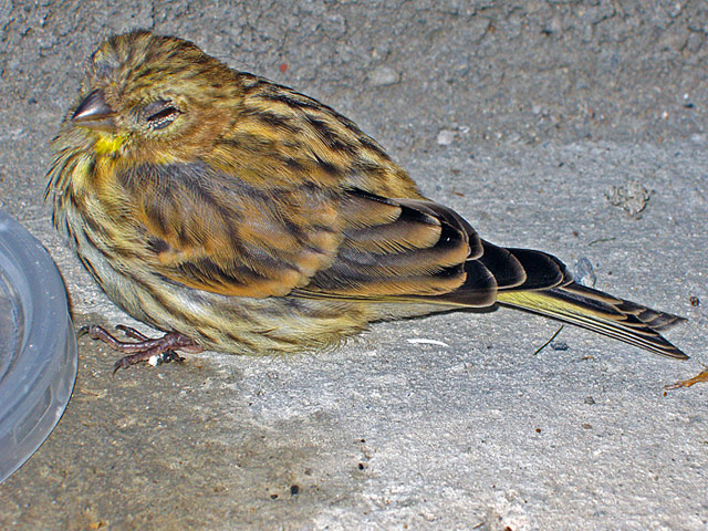 photo "The visitor" tags: misc., nature, 