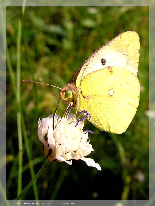 photo "Drinking nectar" tags: nature, macro and close-up, insect