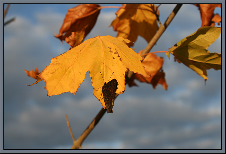 photo "Colors of September II" tags: landscape, nature, autumn, flowers