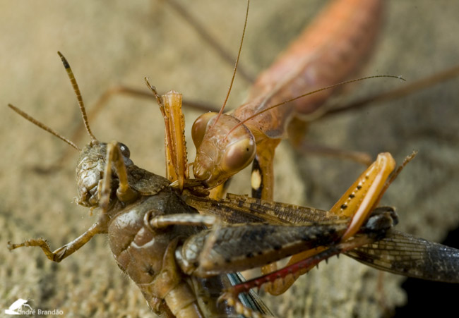 фото "Predator I" метки: макро и крупный план, природа, насекомое