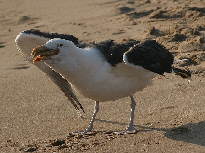 photo "Seagull with the food" tags: nature, wild animals