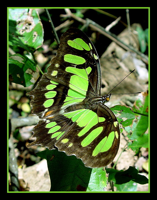 фото "Green butterfly" метки: макро и крупный план, природа, насекомое