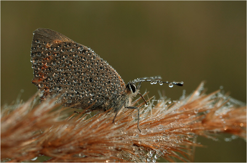 фото "Untitled photo" метки: природа, насекомое
