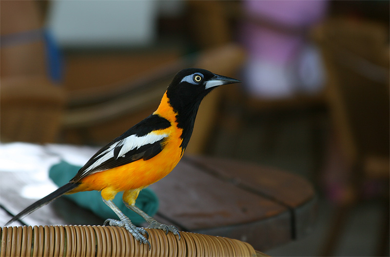 photo "Yellow Bird" tags: nature, wild animals